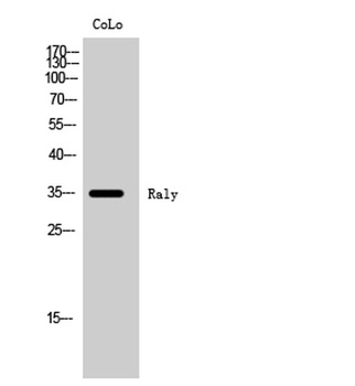 Raly antibody