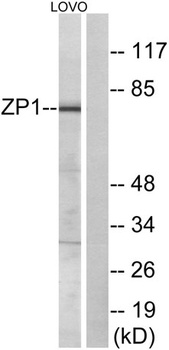 ZP1 rabbit pAb