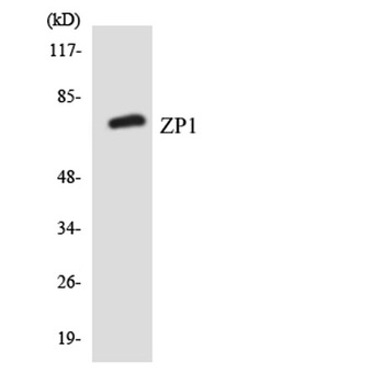 ZP1 rabbit pAb