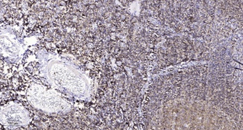 ZP1 rabbit pAb
