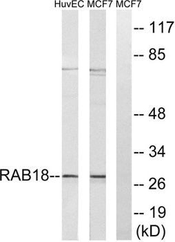 Rab 18 rabbit pAb