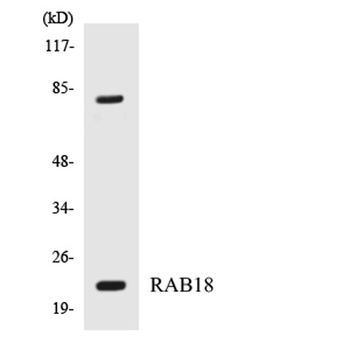 Rab 18 rabbit pAb