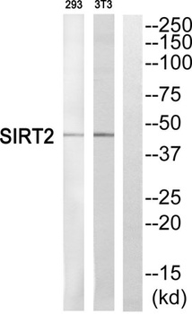 SIRT2 rabbit pAb