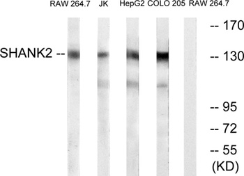 Shank 2 antibody