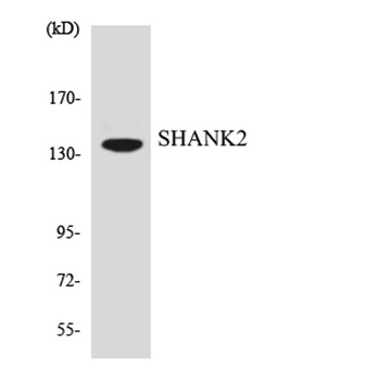 Shank 2 rabbit pAb