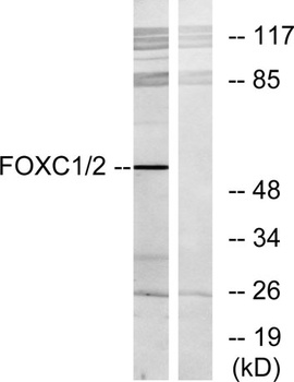 FoxC1/2 rabbit pAb