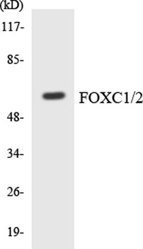FoxC1/2 rabbit pAb