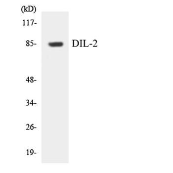 TPX2 antibody