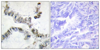SMF rabbit pAb Antibody