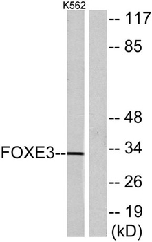 FoxE3 rabbit pAb