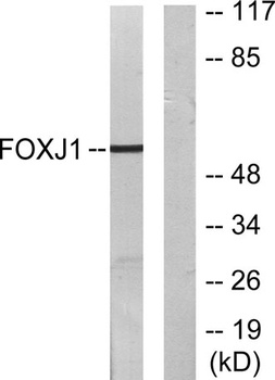 FoxJ1 rabbit pAb