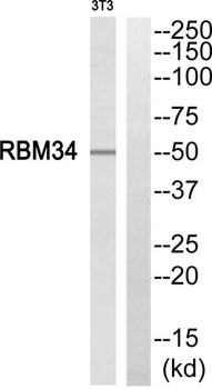 RBM34 rabbit pAb