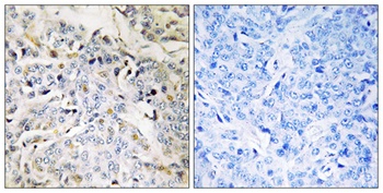 RBM34 antibody