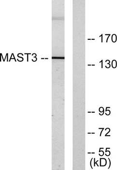 MAST3 rabbit pAb