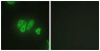 PDZK3 rabbit pAb Antibody