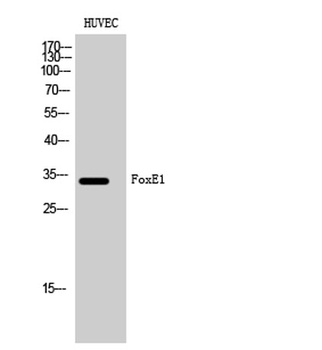 FoxE1 antibody