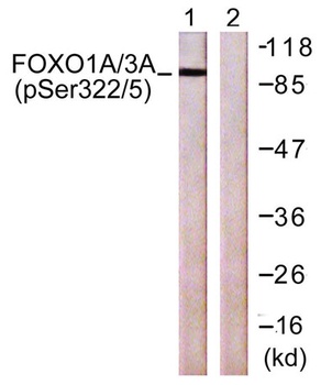 FoxO1/3 (phospho Ser322/S325) rabbit pAb
