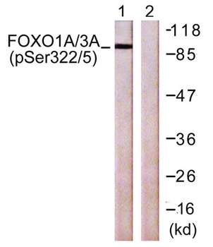 FoxO1/3 (phospho-Ser322/S325) antibody