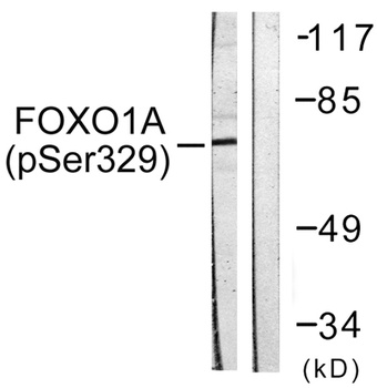 FoxO1A (phospho Ser329) rabbit pAb