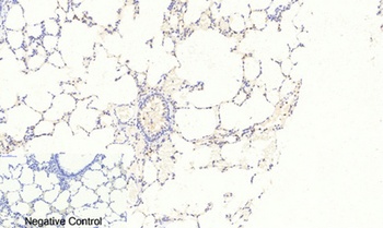 FoxO3A (phospho Ser253) rabbit pAb