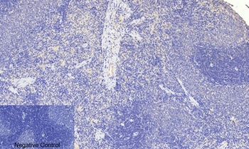 FoxO3A (phospho Ser253) rabbit pAb