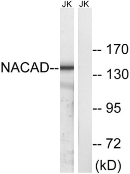 NACAD rabbit pAb