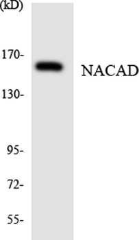 NACAD rabbit pAb
