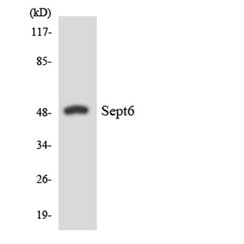 Septin 6 antibody