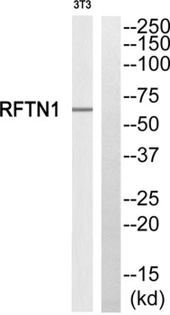 Raftlin antibody