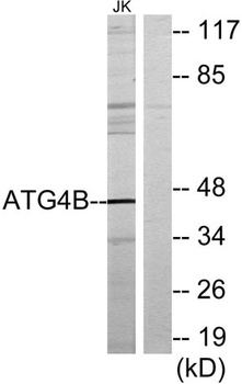 Atg4b antibody