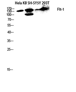 Flt-1 antibody