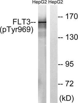 Flt3 (phospho-Tyr969) antibody