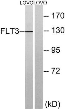Flt3 rabbit pAb