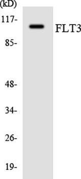 Flt3 antibody