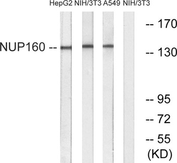 Nup160 rabbit pAb