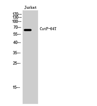 CstF-64T rabbit pAb Antibody