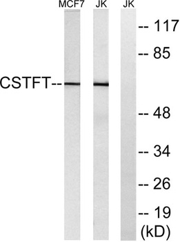 CstF-64T antibody