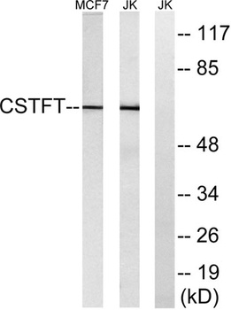 CstF-64T rabbit pAb