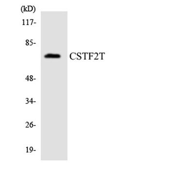 CstF-64T rabbit pAb
