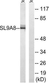 NHE-8 rabbit pAb
