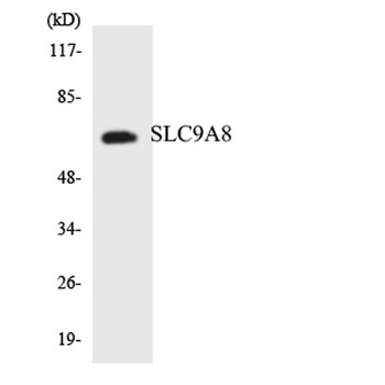 NHE-8 antibody