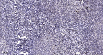 NHE-8 rabbit pAb