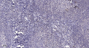 NHE-8 antibody