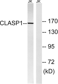 CLASP1 rabbit pAb