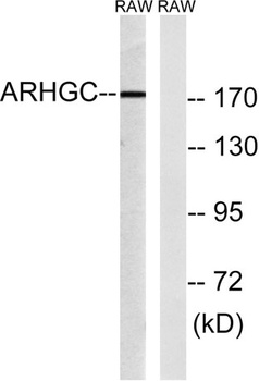 LARG antibody