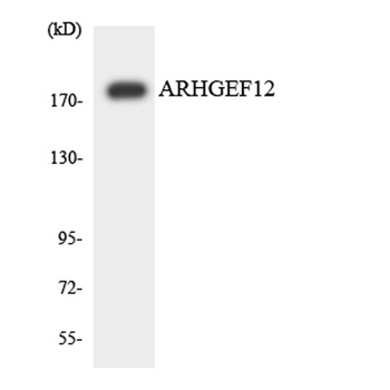 LARG antibody