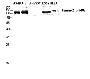 Tensin-2 (phospho-Tyr483) antibody