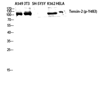 Tensin-2 (phospho Tyr483) rabbit pAb