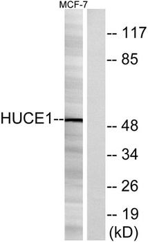 Cerebral 1 antibody