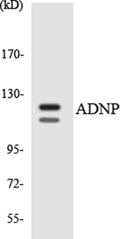 ADNP rabbit pAb